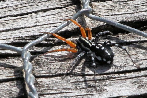 Painted Swift Spider (Supunna picta)